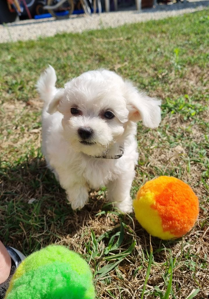 De la plaine de serrieres - Chiot disponible  - Bichon Frise