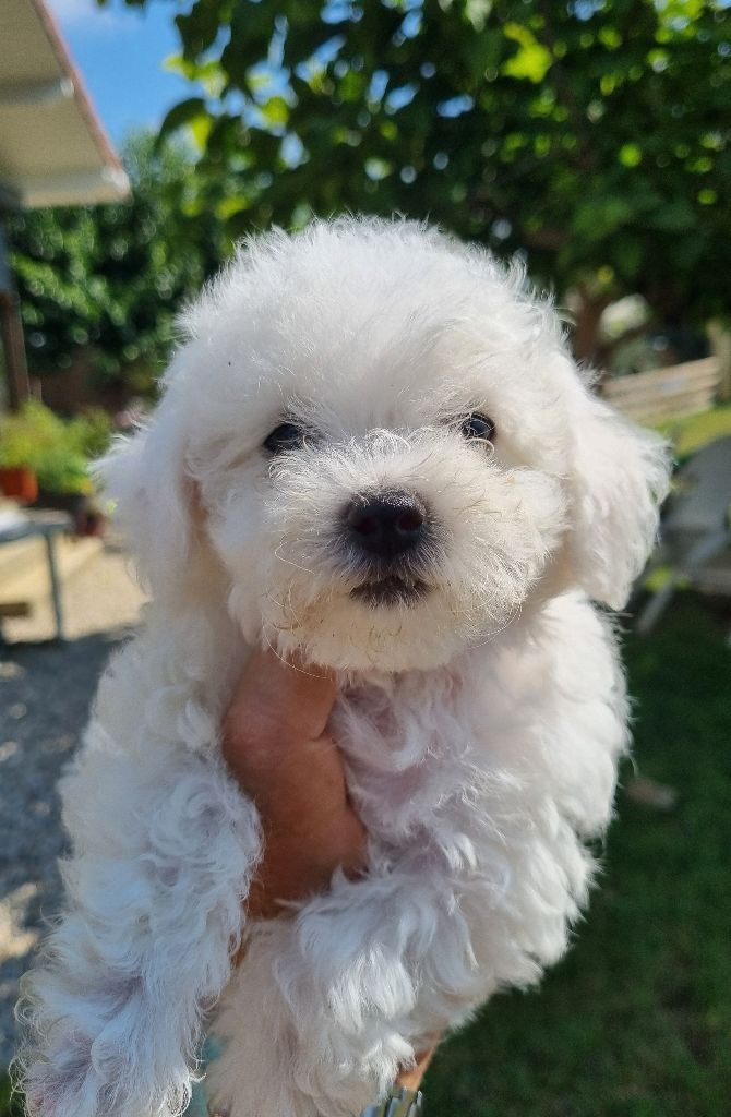 De la plaine de serrieres - Chiot disponible  - Bichon Frise