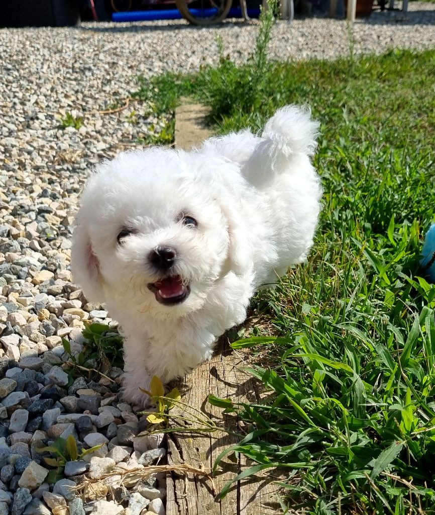 De la plaine de serrieres - Chiot disponible  - Bichon Frise