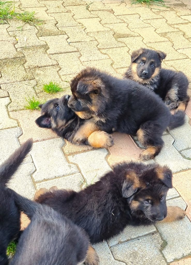 chiot Berger Allemand De la plaine de serrieres