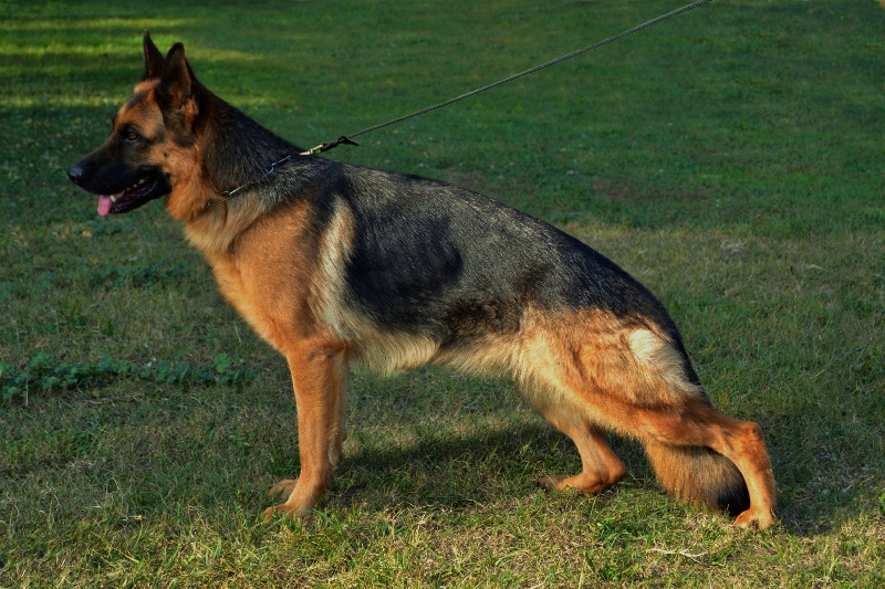 Djedai De la plaine de serrieres