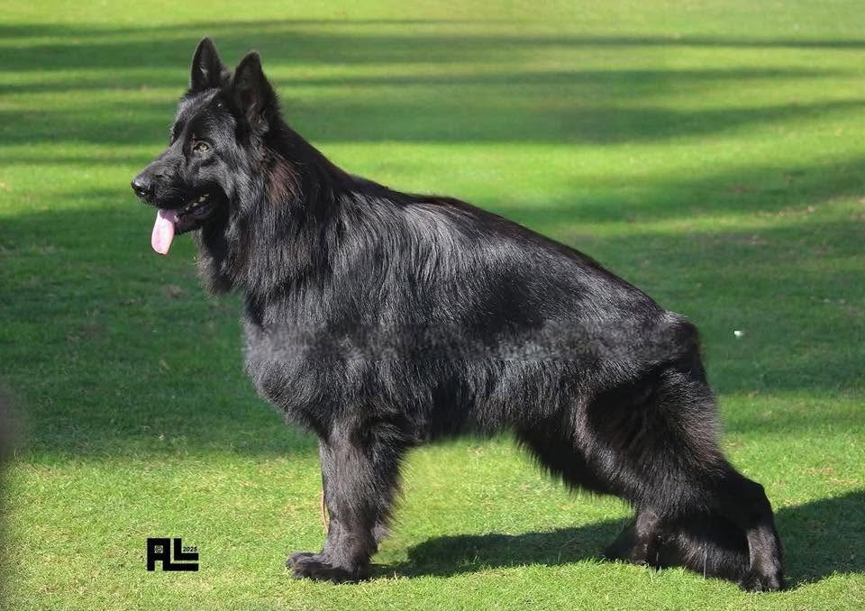 VVHY-NOT des contes de Gwelane