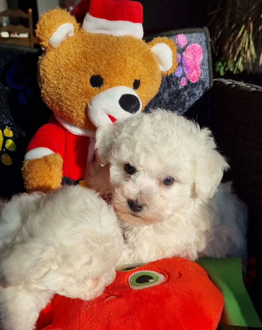 adorables chiots disponibles