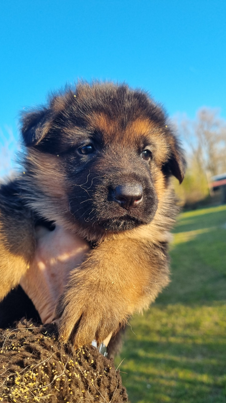 De la plaine de serrieres - Chiots disponibles - Berger Allemand