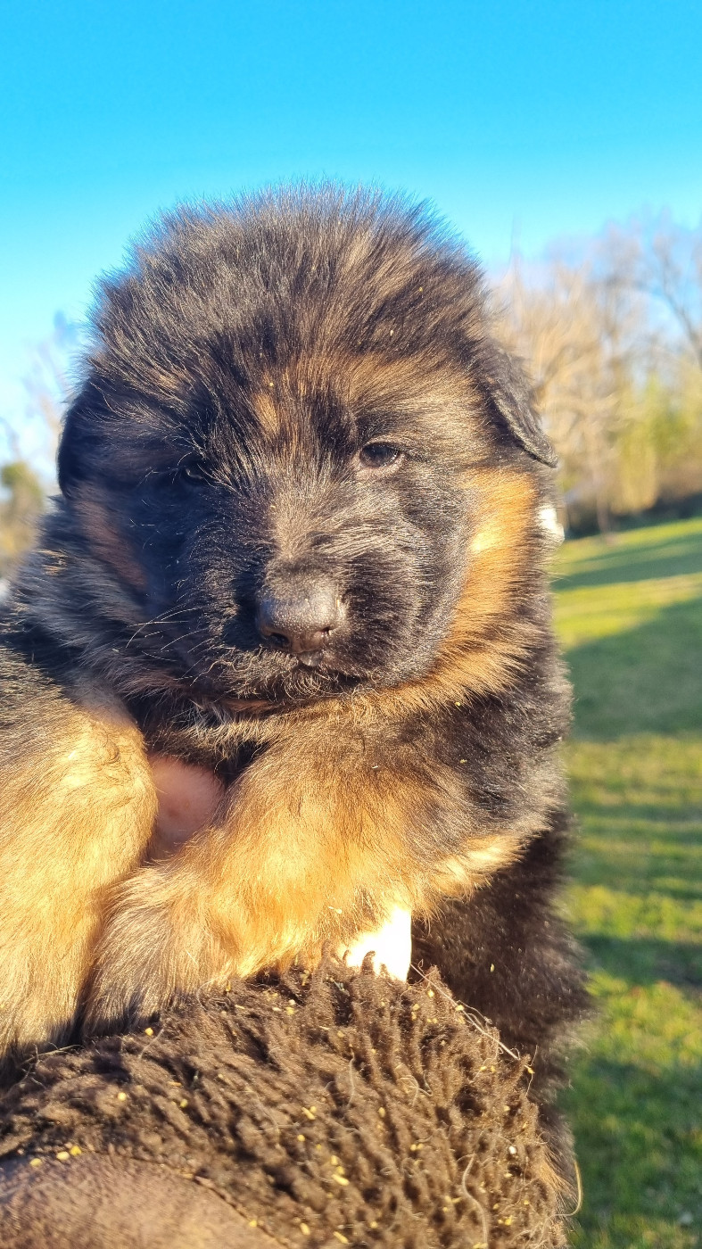 De la plaine de serrieres - Chiots disponibles - Berger Allemand