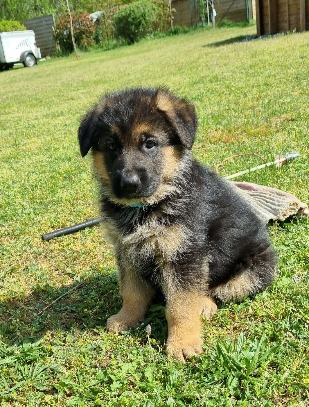 De la plaine de serrieres - Chiots disponibles - Berger Allemand
