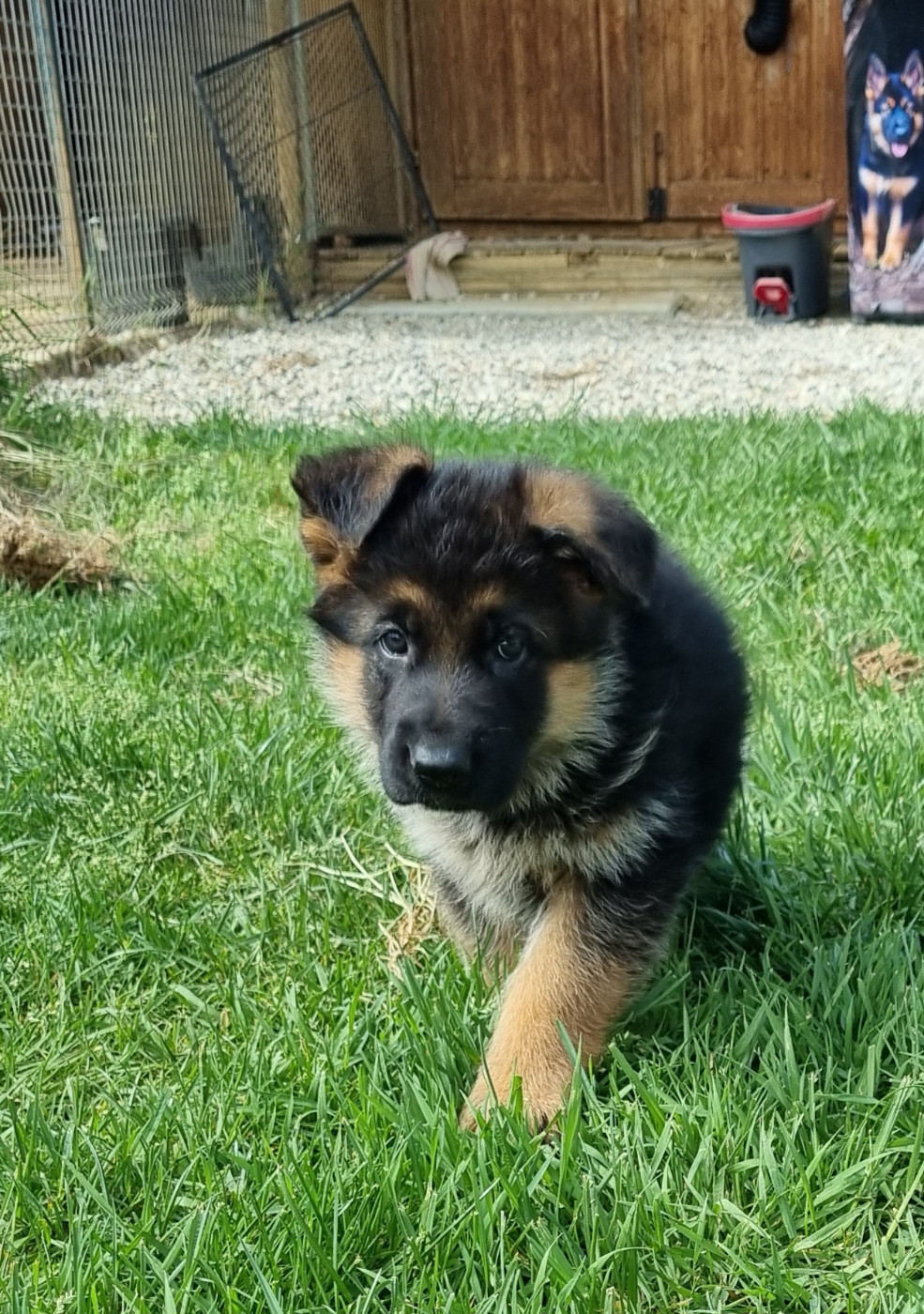 De la plaine de serrieres - Chiots disponibles - Berger Allemand