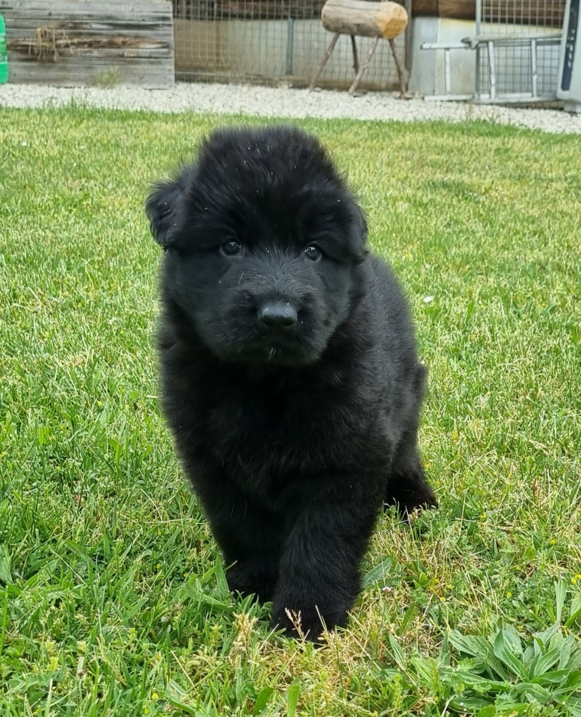 De la plaine de serrieres - Chiots disponibles - Berger Allemand Poil Long