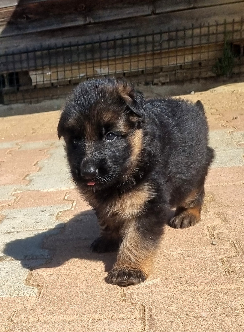 De la plaine de serrieres - Chiots disponibles - Berger Allemand Poil Long