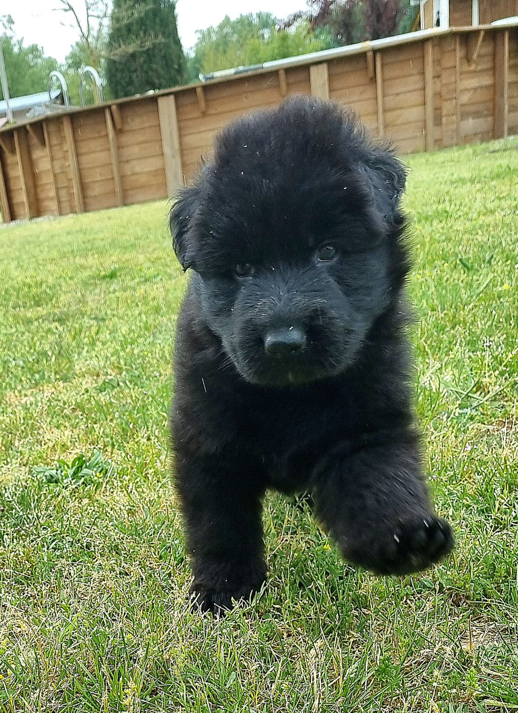 De la plaine de serrieres - Chiots disponibles - Berger Allemand Poil Long