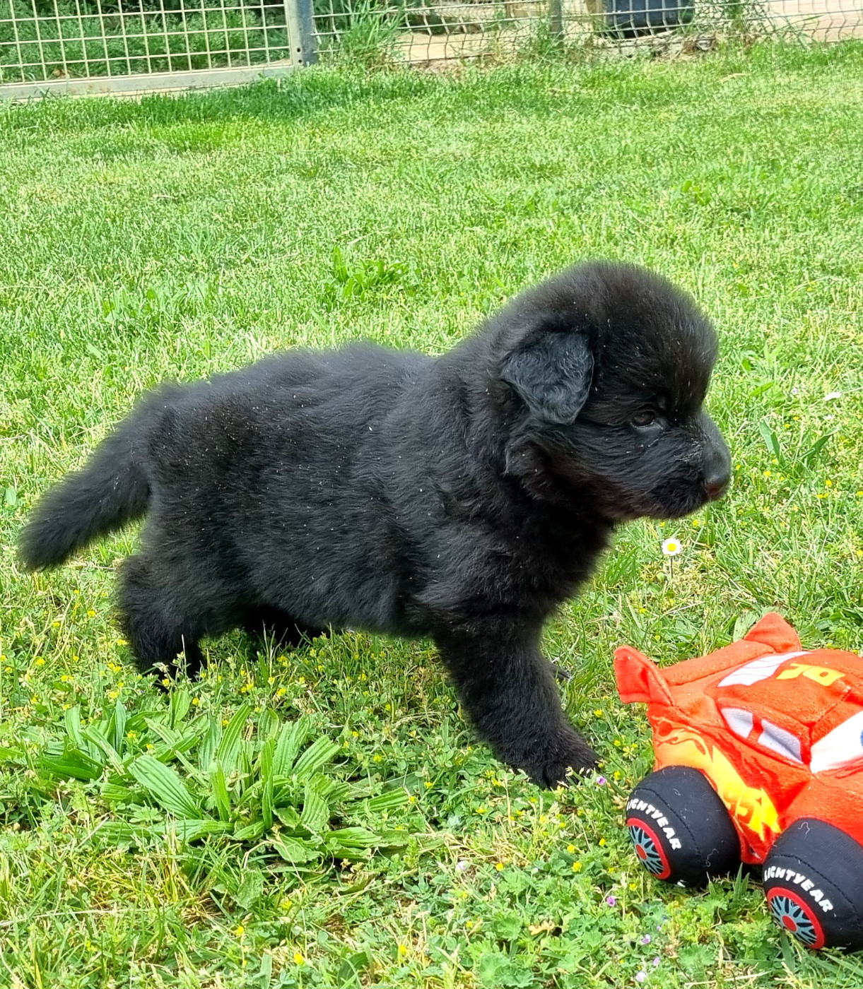 De la plaine de serrieres - Chiots disponibles - Berger Allemand Poil Long