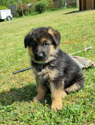 CHIOT 1