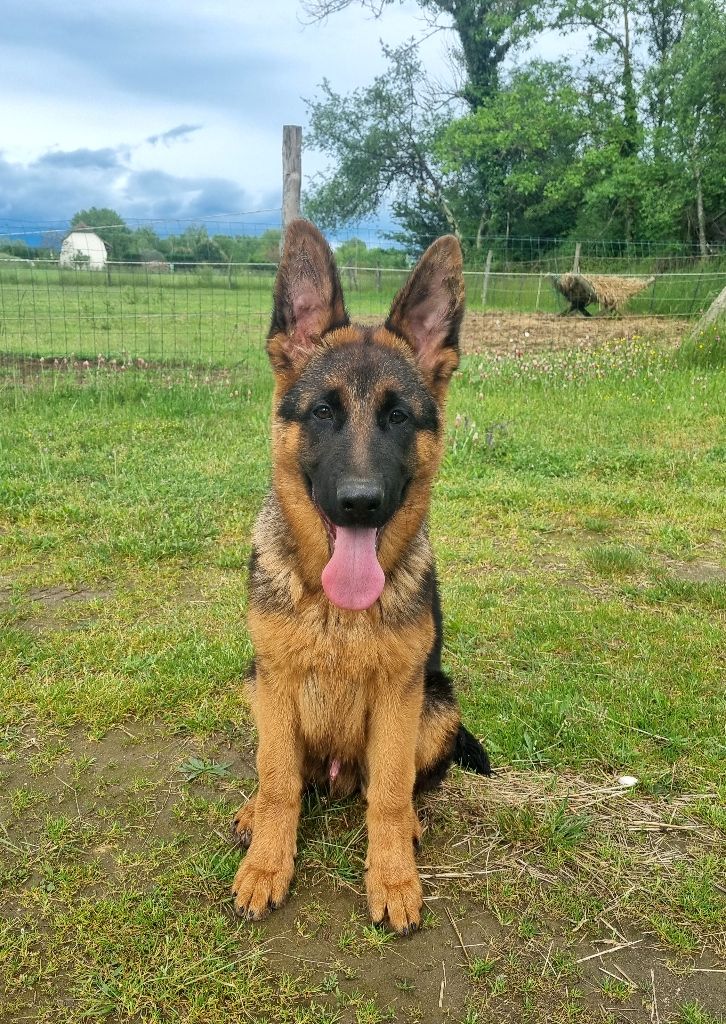 De la plaine de serrieres - Berger Allemand - Portée née le 23/12/2023