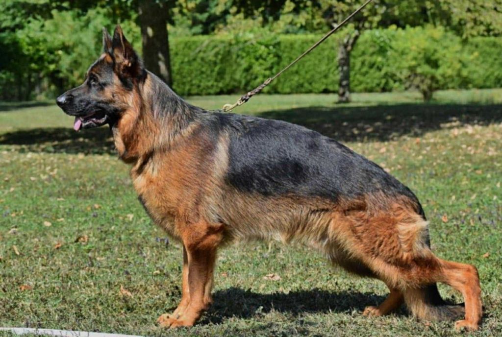 Chiot Berger Allemand De la plaine de serrieres